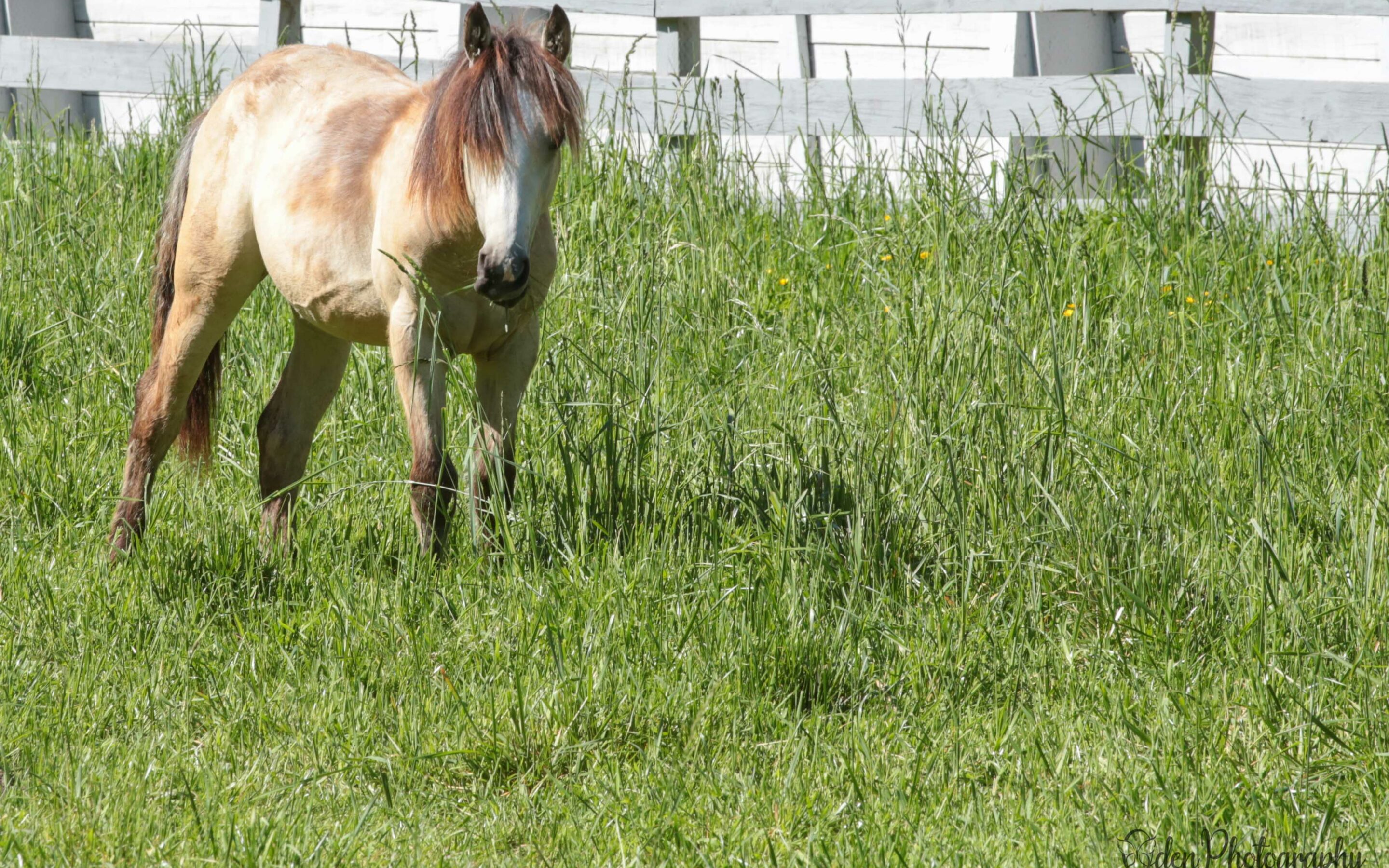 Frosting’s First Farrier Visit