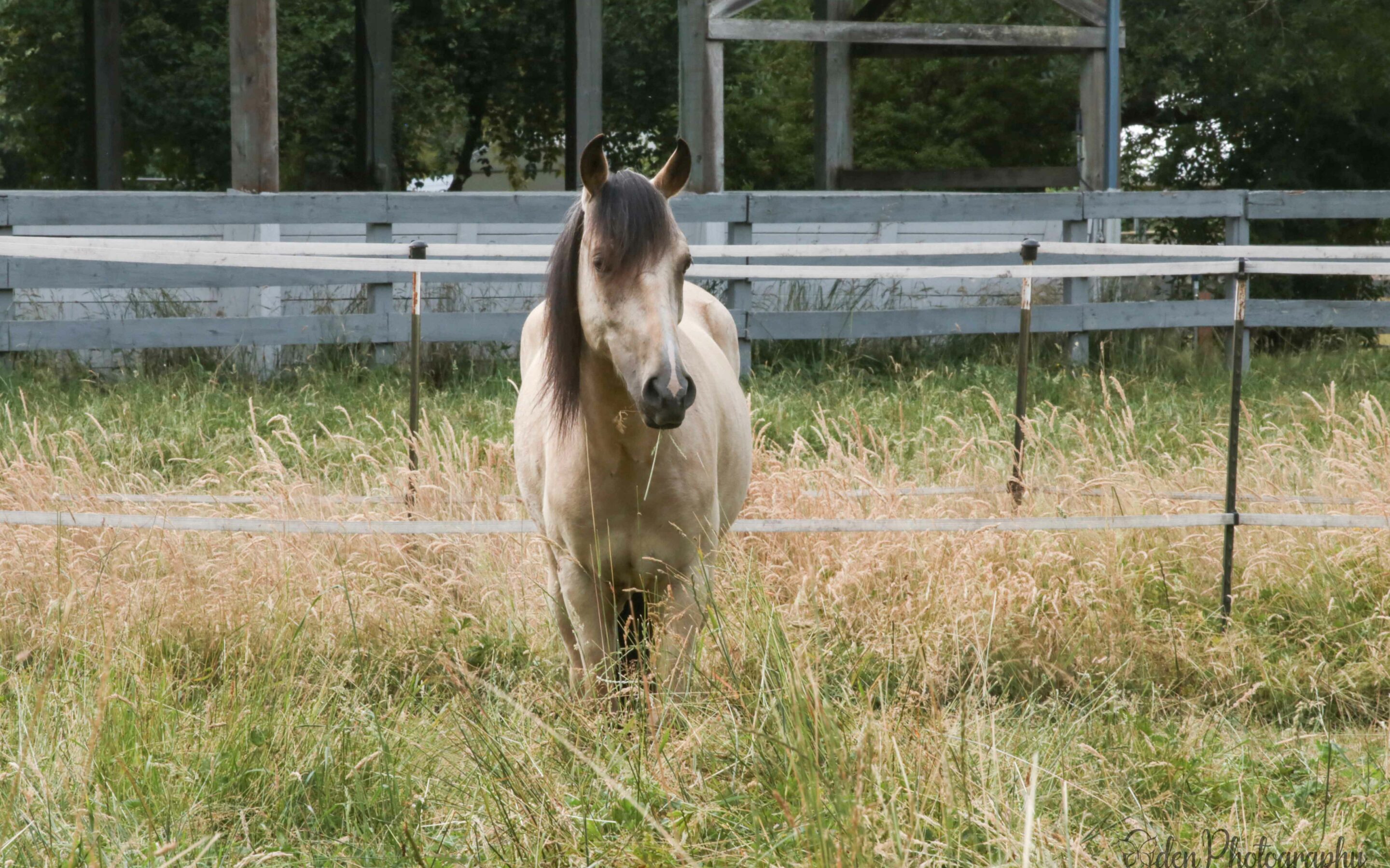 George Practicing to be a Trail Horse