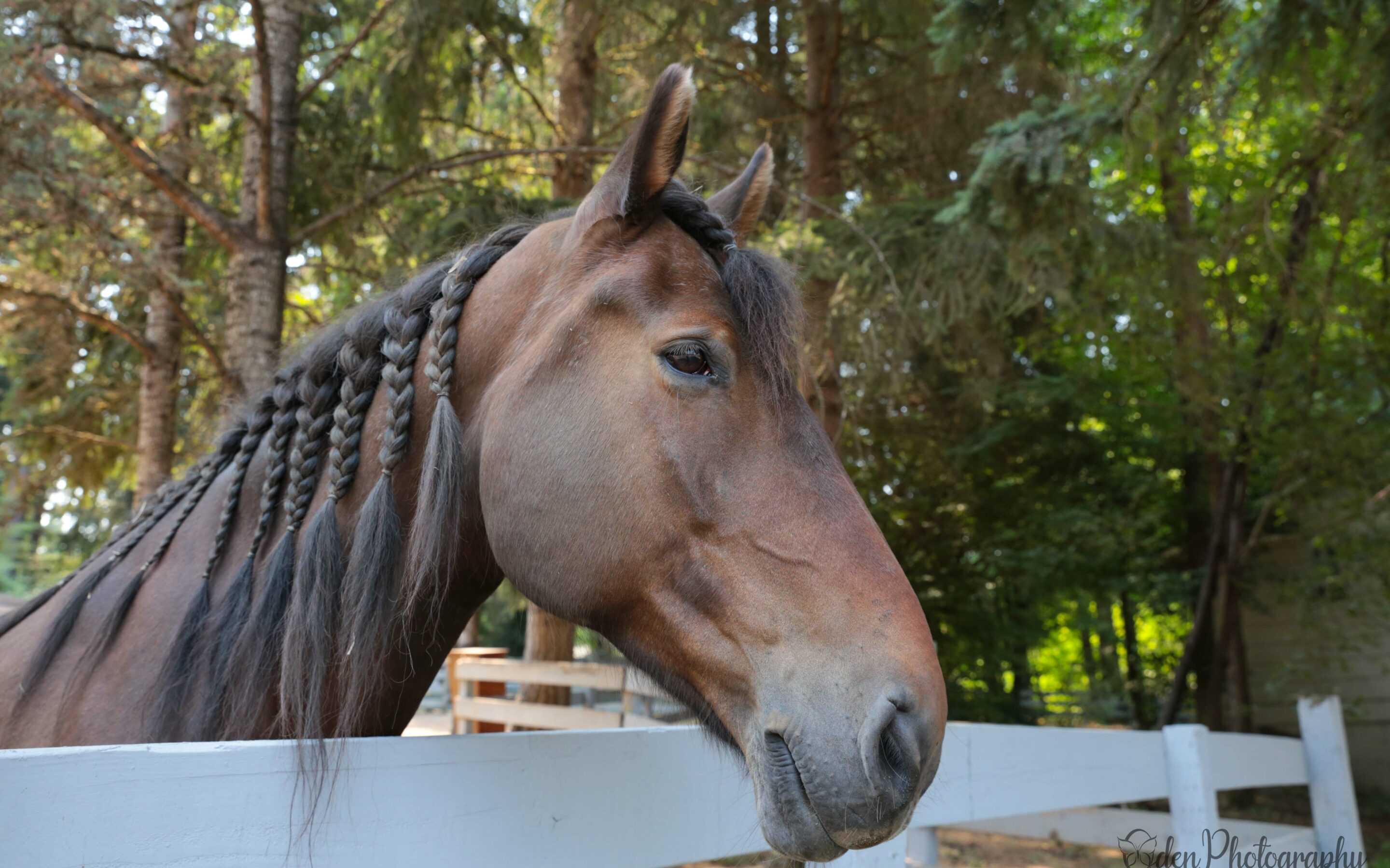 Nyx on His Way to Being Ridden