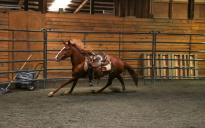Veronica is Saddled