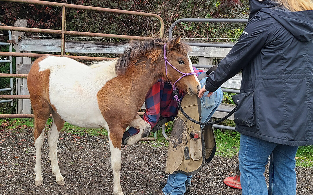 Coco’s First Hoof Trim (Photos)