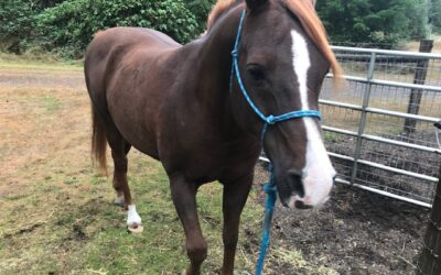 Alumni Update: Hickory (Listo)