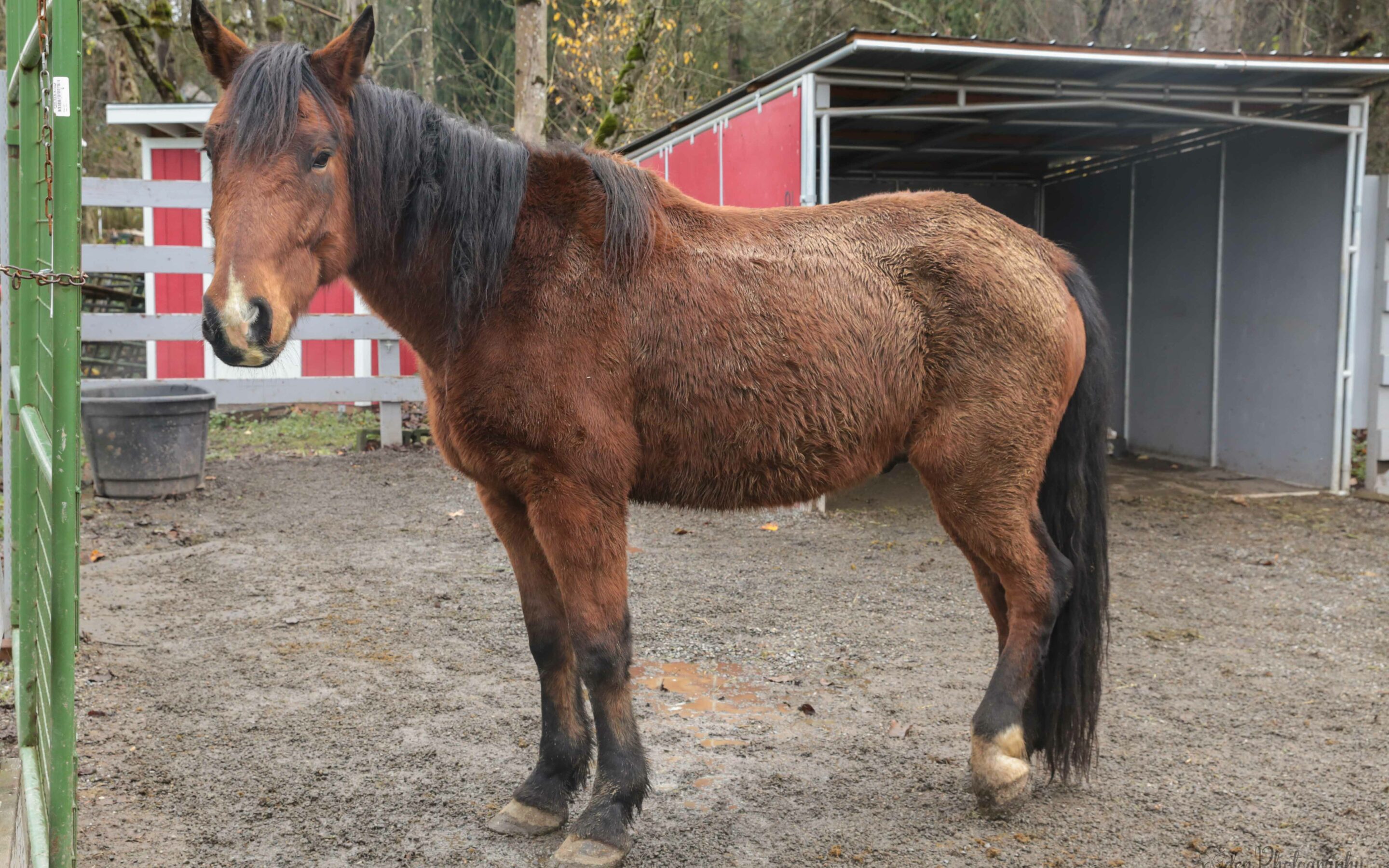 New Horses: Cramer and Otto