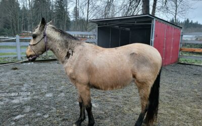 Update on Otto