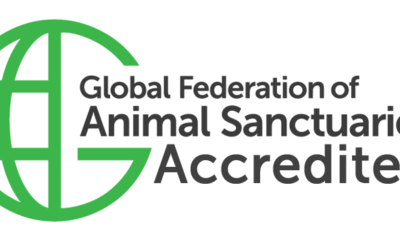 Press Release: Save a Forgotten Equine (SAFE) in Redmond, Washington is Now Accredited by the Global Federation of Animal Sanctuaries