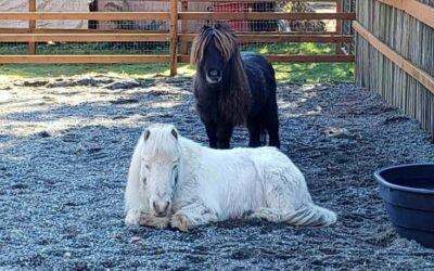 Help for Two Senior Minis and Their Owner