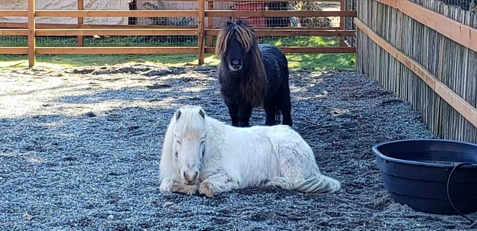Help for Two Senior Minis and Their Owner