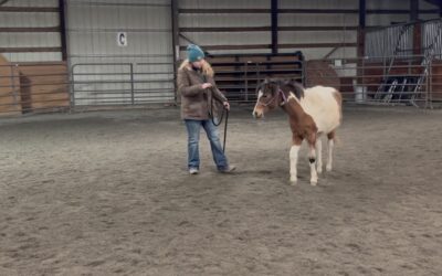 Training Update: Groundwork with Coco