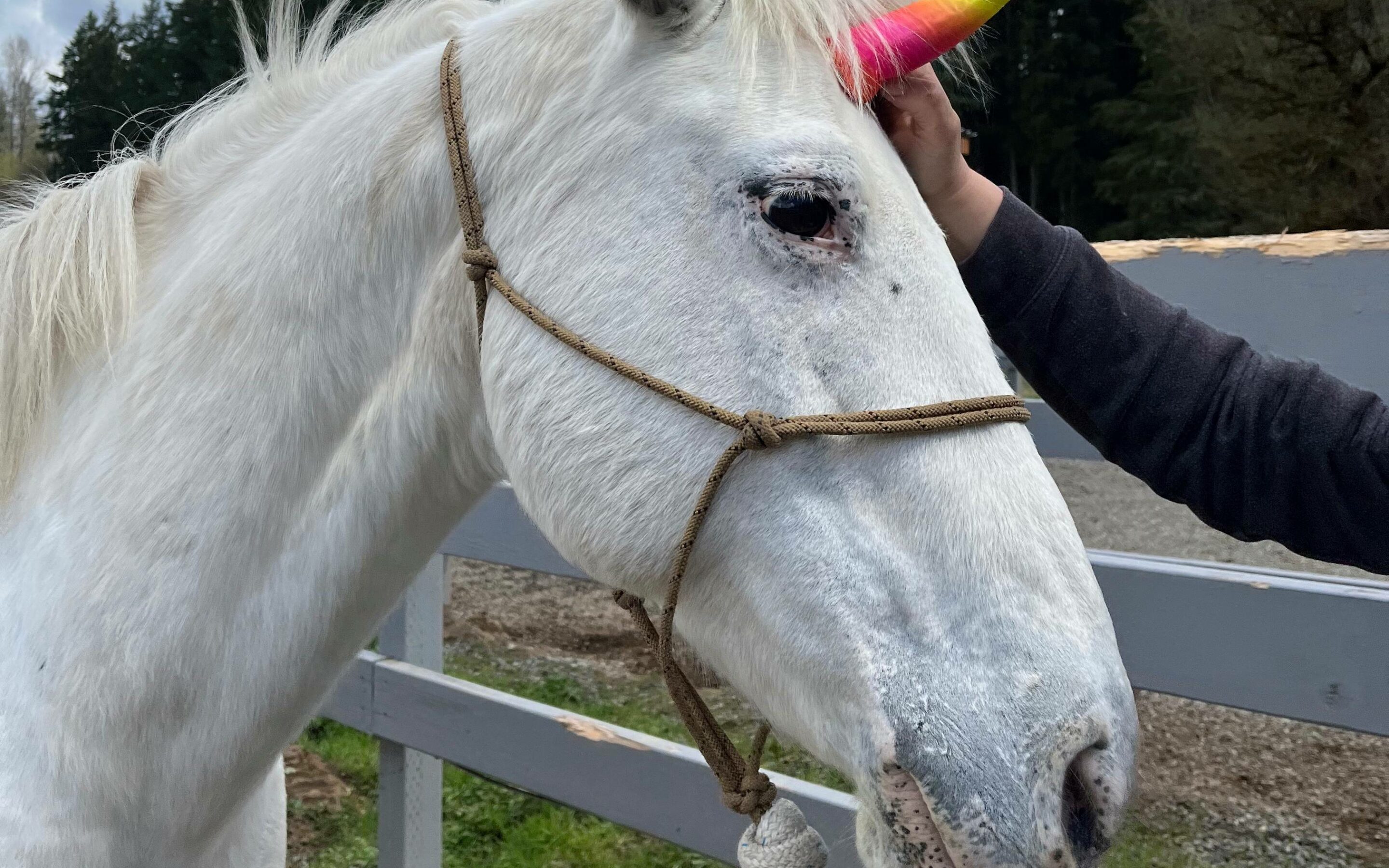 Darla, ex-Unicorn