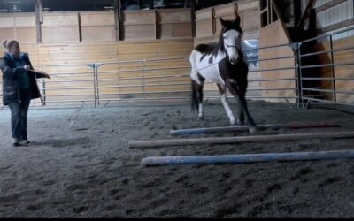 Training Update: Montana Over Trot Poles