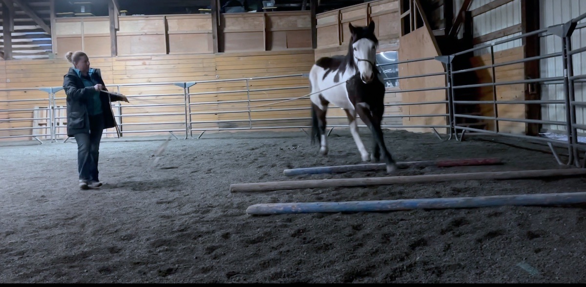 Training Update: Montana Over Trot Poles