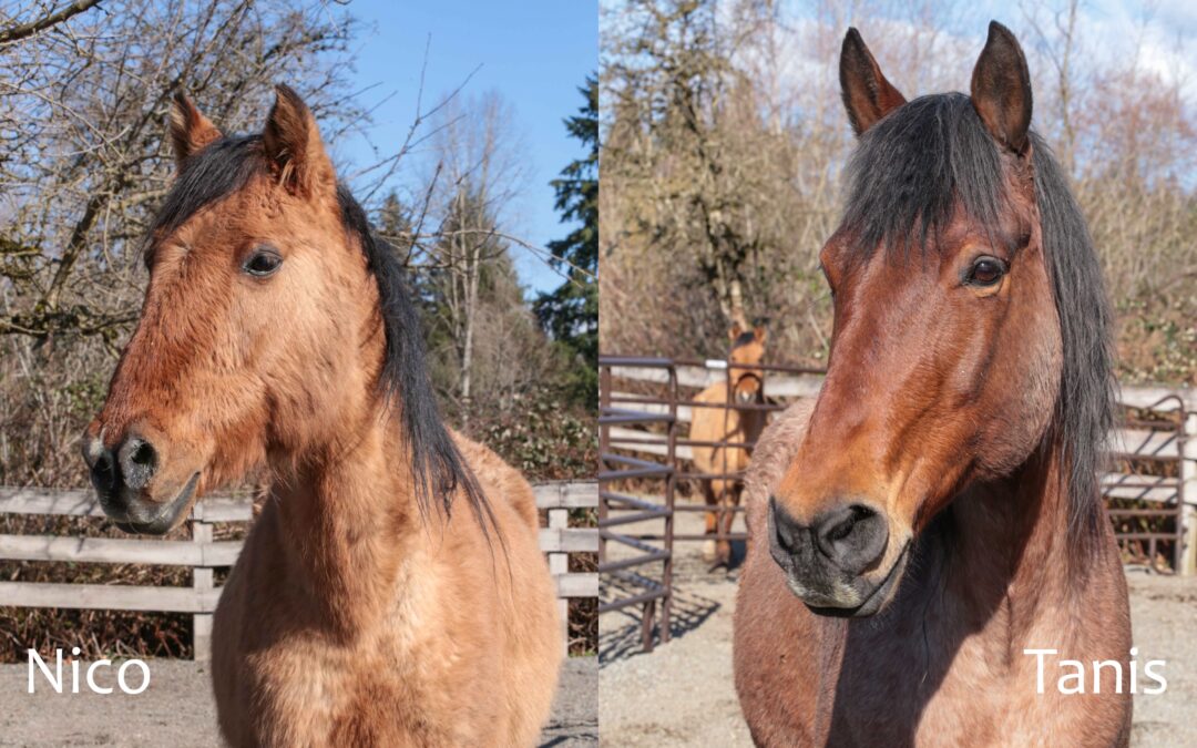 Meet Tanis and Nico!