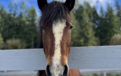 Pepper’s Progress