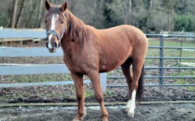 Introducing Tiva!