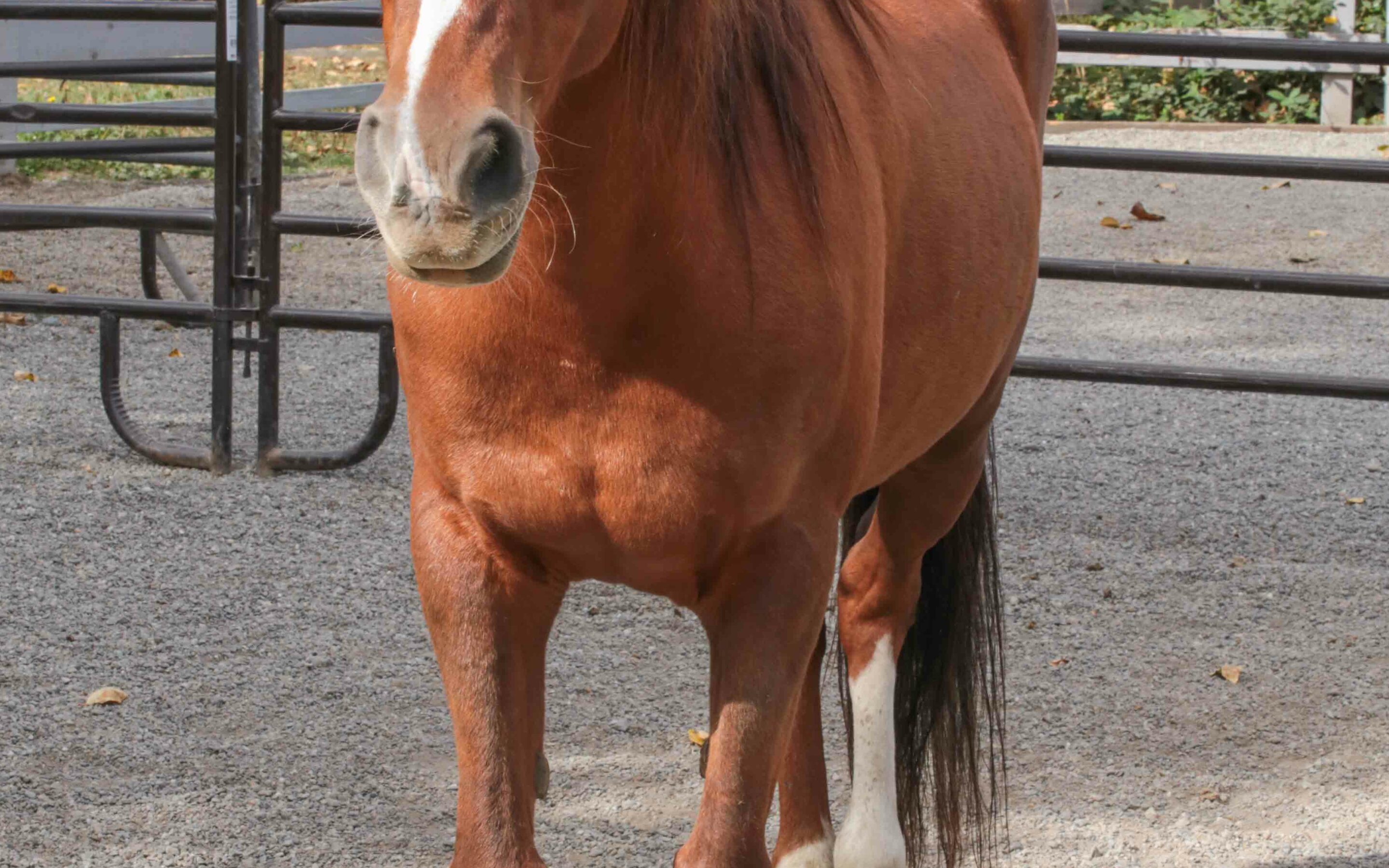 Tiva