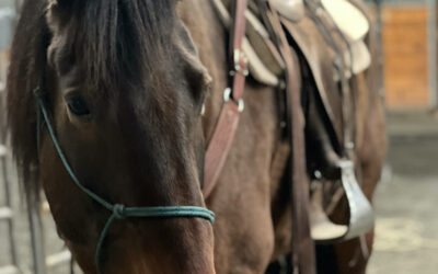 Trail Horse Nyx