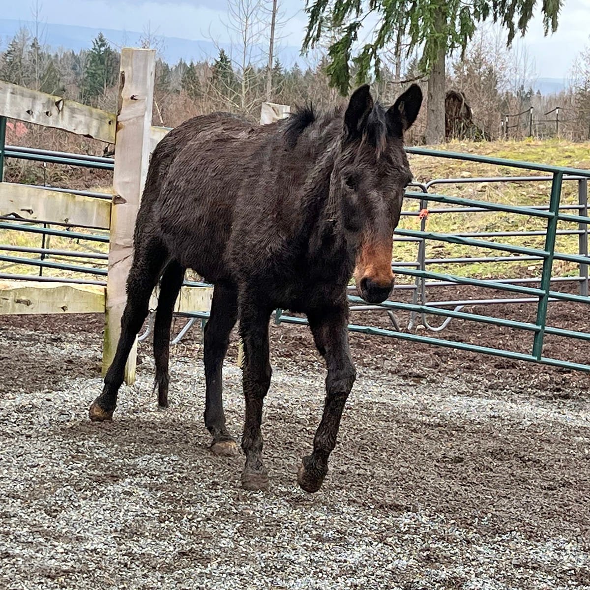 Meet Gabby!