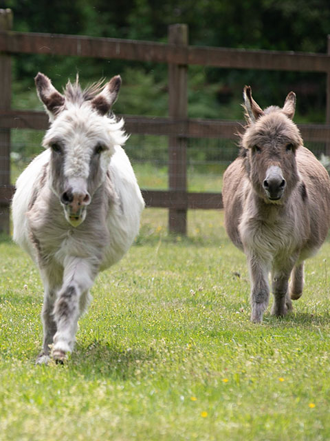 Sparky and Rojo