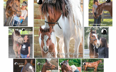 The SAFE 2021 Annual Report is now available!