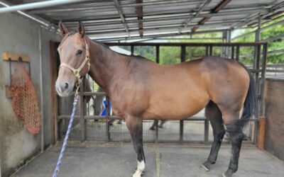 New Horses, Sebastian and Bijou!