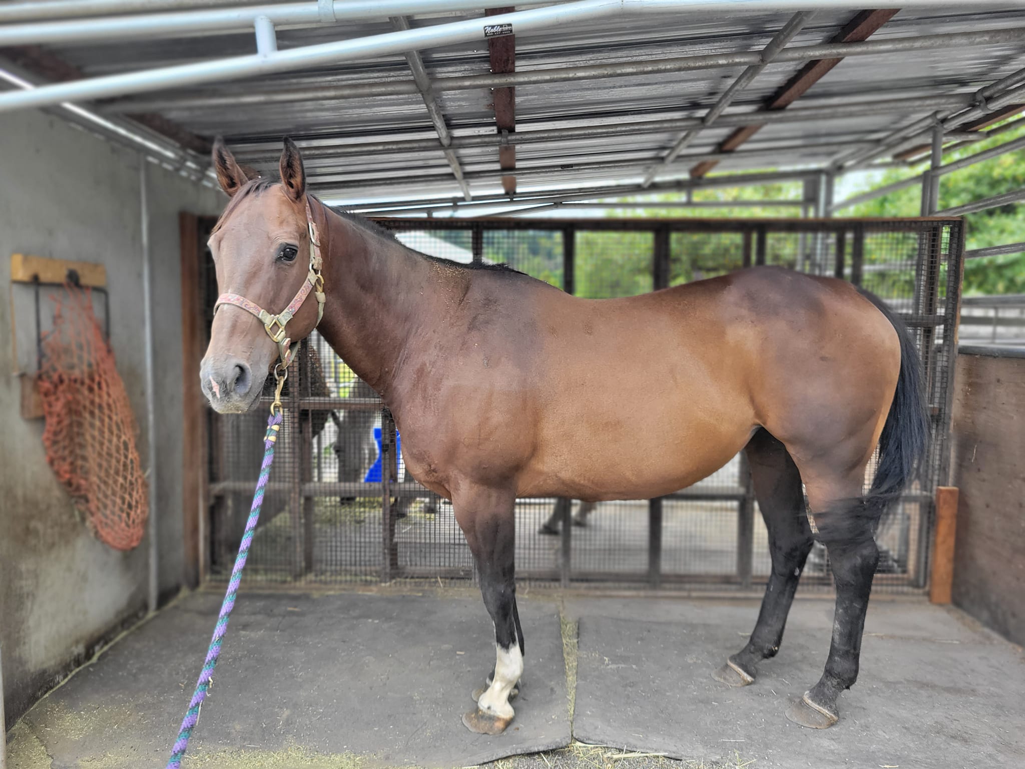 New Horses, Sebastian and Bijou!