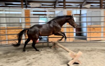 Training Update: Nova