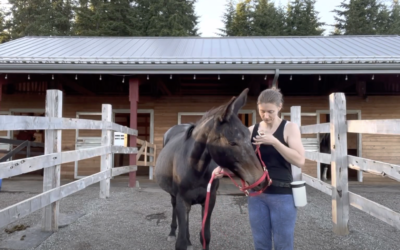 Gabby Meets the Halter