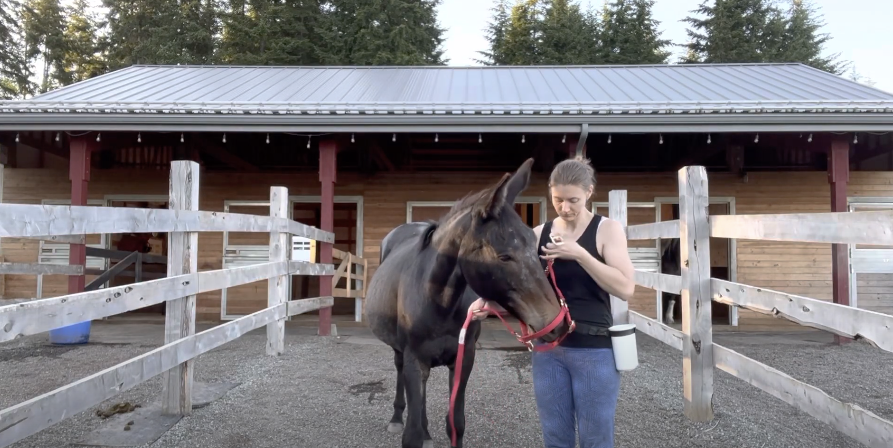 Gabby Meets the Halter