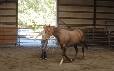 Bijou in the Round Pen