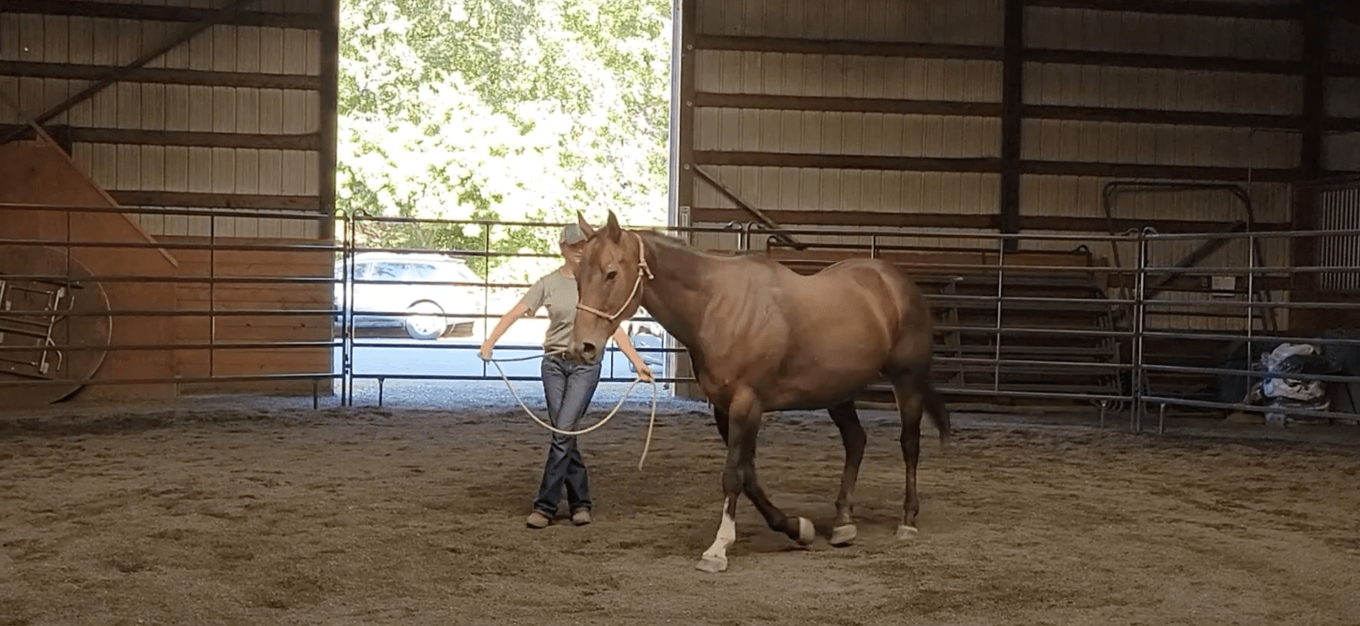 Bijou in the Round Pen