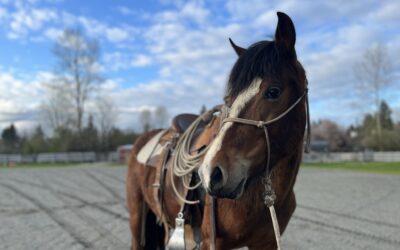 Training Update: Pepper