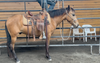 Training Update: Otto on the Fence