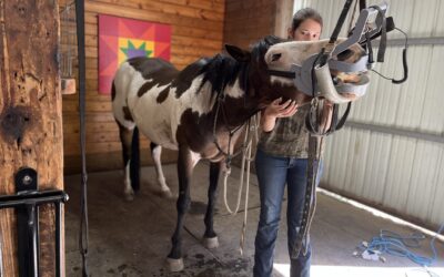 Dental Day for Montana