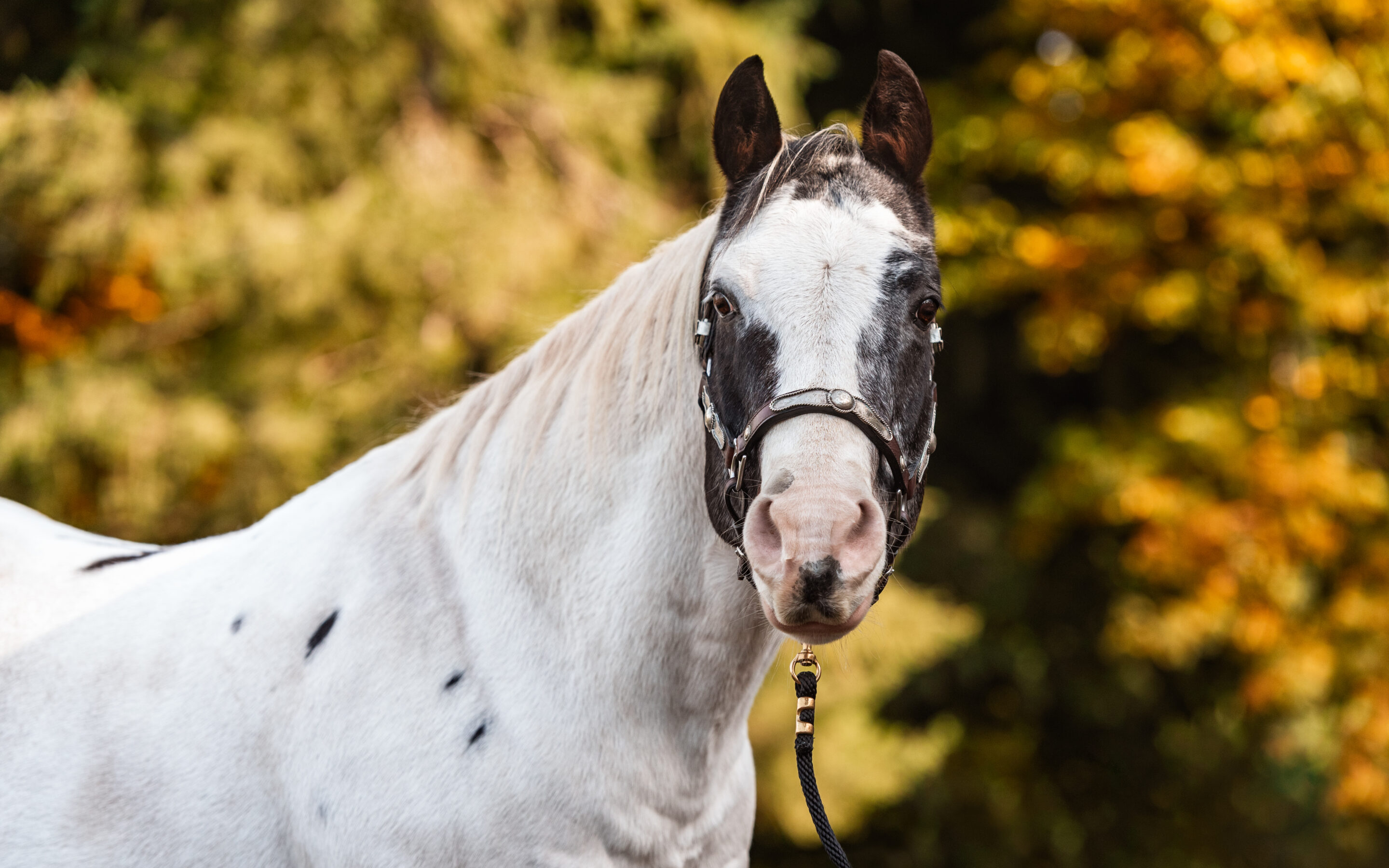 Limelight Pet Project: King Domino Seeks a Castle