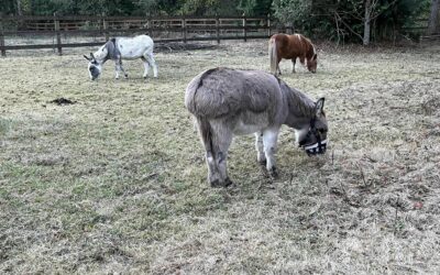 Sparky’s New Friends