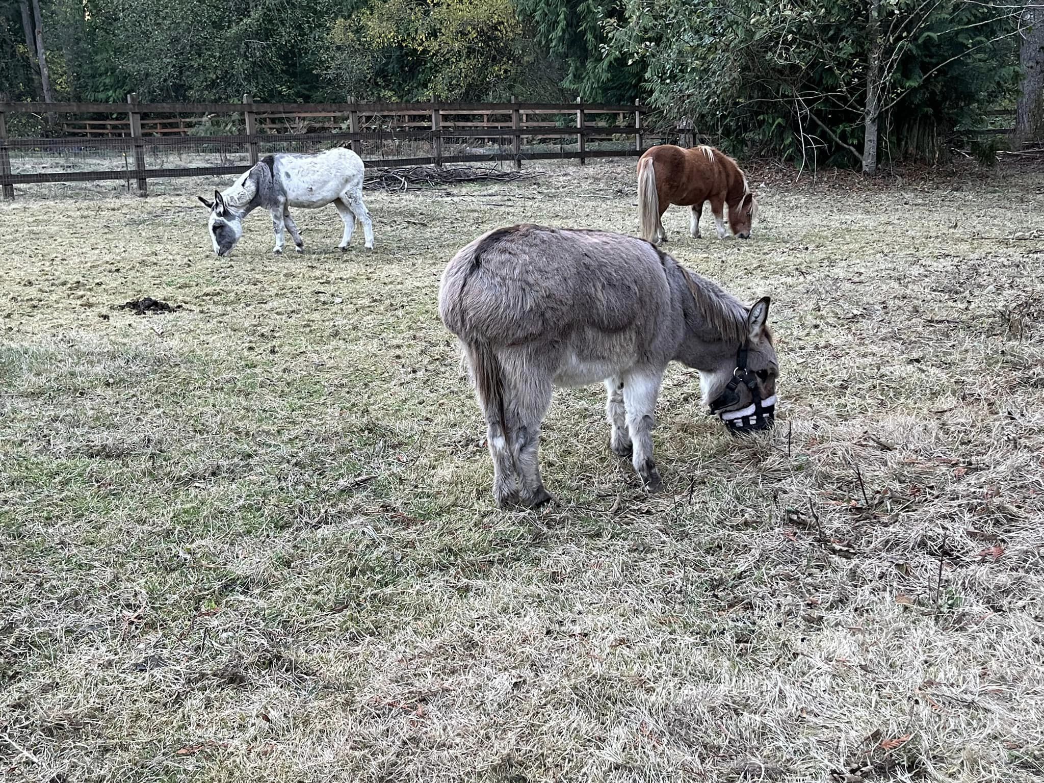 Sparky’s New Friends