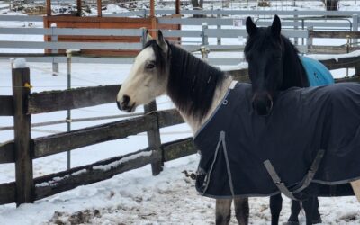 Frosting’s New Friends