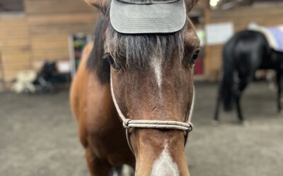 Handsome Horse Modeling School