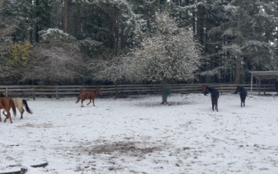Herd your Horses