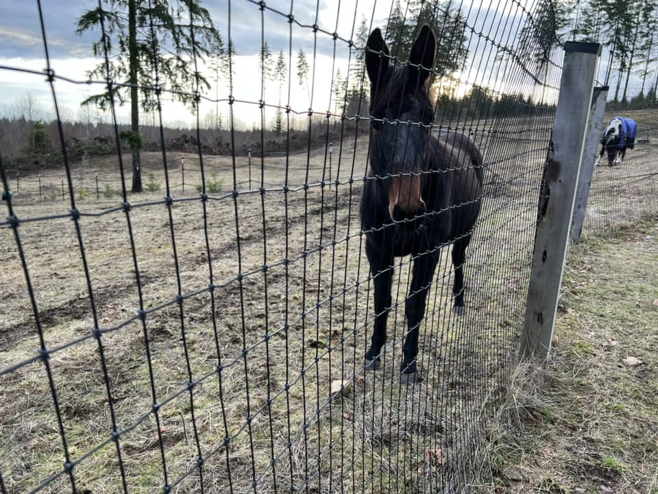 Foster Update : Gabby