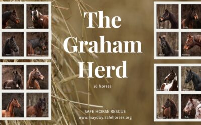 Limelight Features the Graham Horses