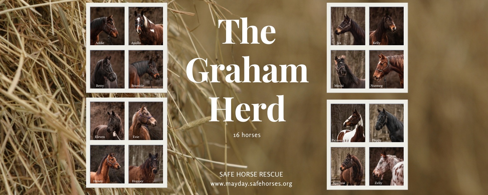 Limelight Features the Graham Horses
