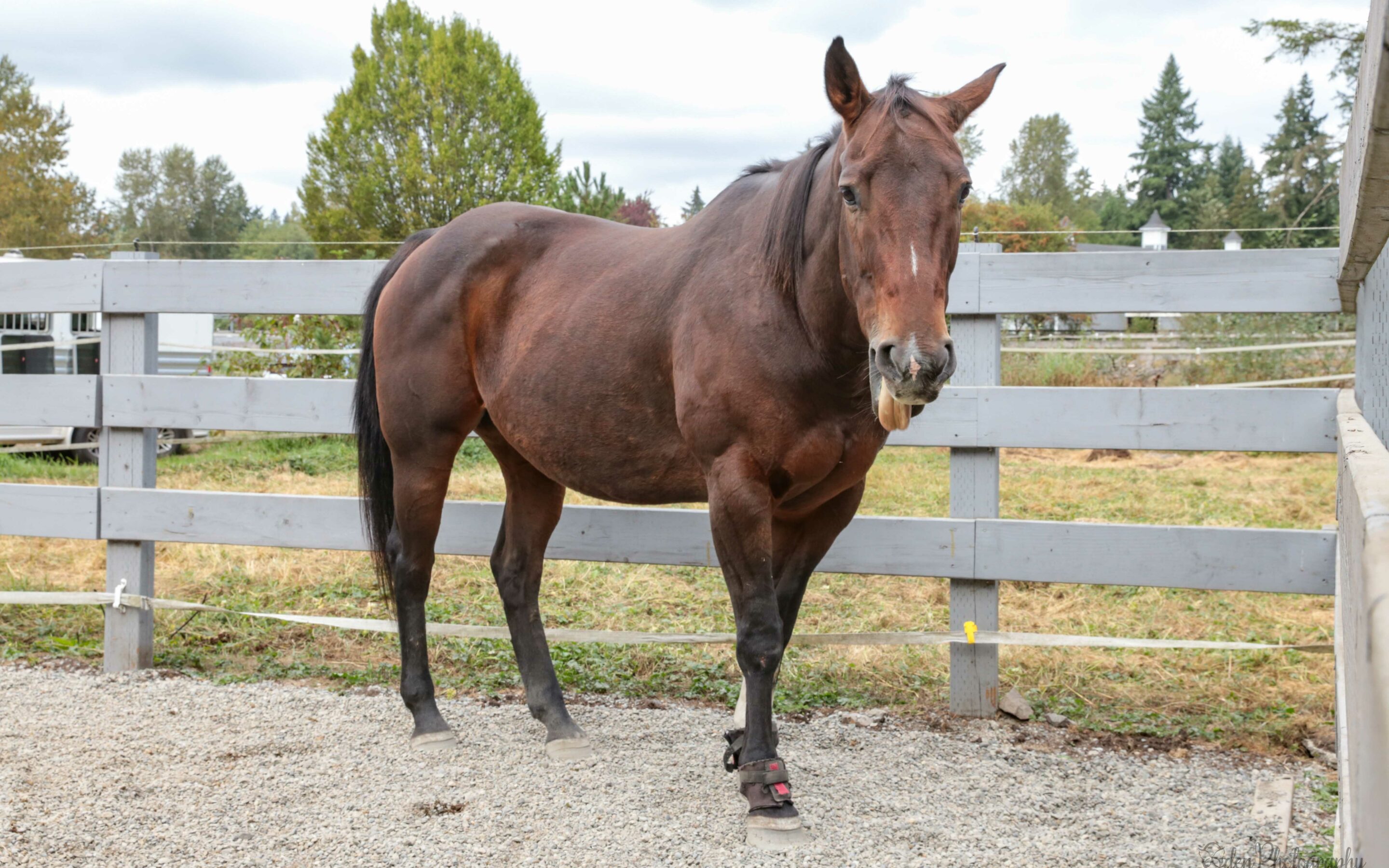 Bijou, Companion Horse