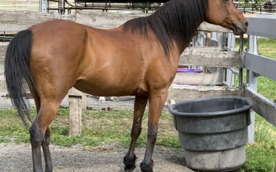 Alumni Update: Lucca