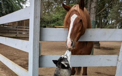 A Horse’s Best Friend