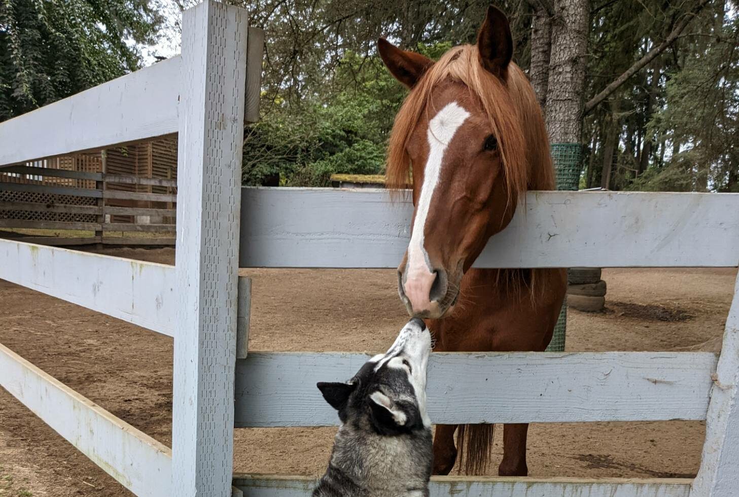 A Horse’s Best Friend