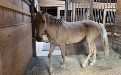 Alumni Update: Duchess