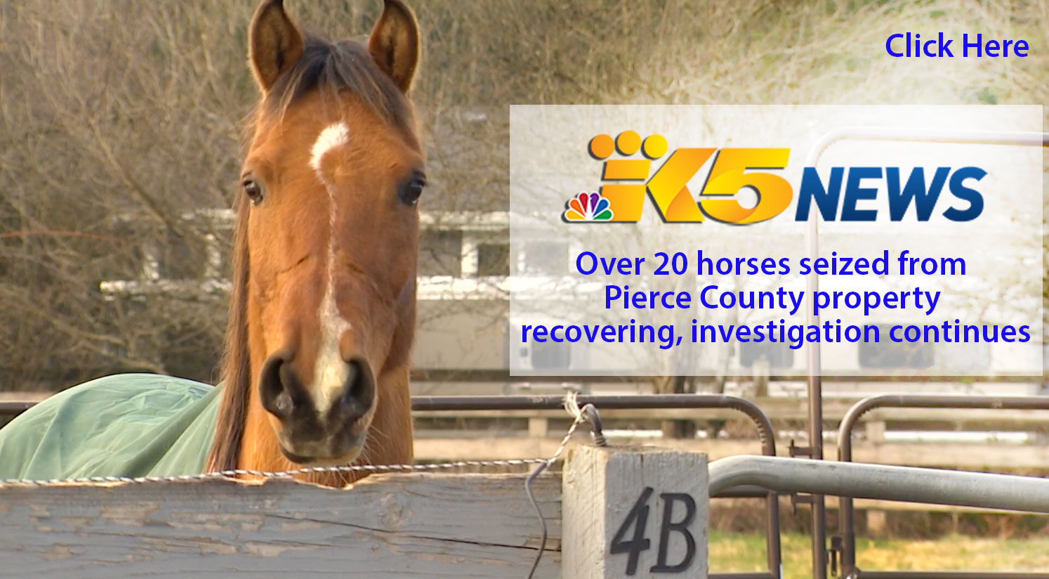 King 5 News: Over 20 horses seized from Pierce County property recovering