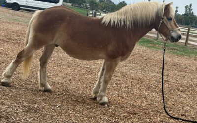 Alumni Update: Leonardo