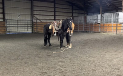 Moshi’s First Saddle